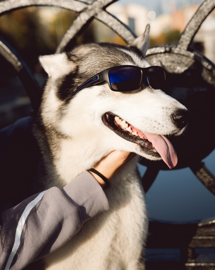 IA22415C dog.jpg IA22415C dog.jpg
